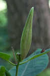 White milkweed